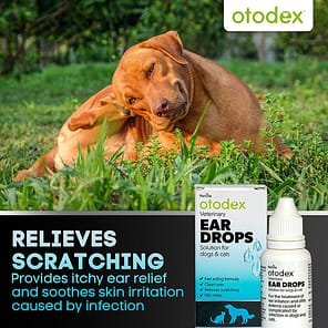 Otodex Ear Drops Scratching Infographic 1080