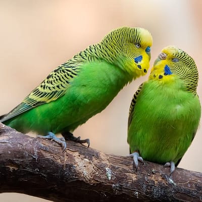 Cage Birds, Pigeons & Poultry