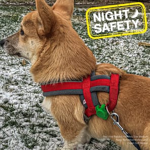 Ancol Blinker Orange on Harness