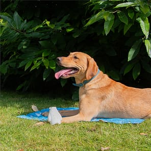 Ancol Ice Paws Bear Lifestyle3 1080