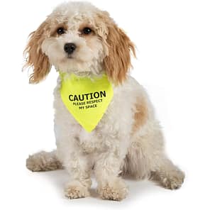 Ancol Warning Bandana on small dog 1080