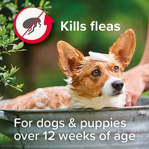 Beaphar Dog Flea Shampoo Lifestyle1