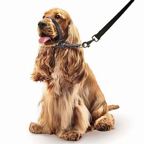 Beaphar Gentle Leader Medium Dog Black Lifestyle1