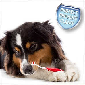 Dog laying on floor holding a toothbrush between its paws