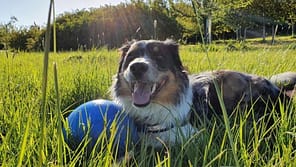 BoomerBall_Secondary-carousel_dog-with-blue-ball_1100x620