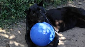 BoomerBall_Secondary-carousel_panther-with-blue-ball_1100x620