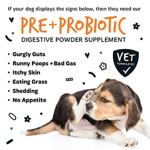 Bugalugs Pre Pro Biotic Powder When to Use Infographic 1080px