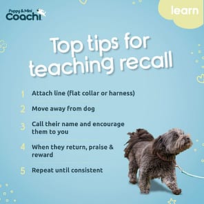 Coachi Puppy Mini Waterproof Line Infographics 1080 (4)