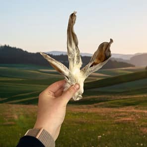 Hairy-rabbit-ears-hand