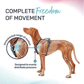 Halti Anatomy Harness Freedom of Movement Infographic 1080