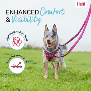 Halti Anatomy Lead Comfort and Visibility Infographic 1080