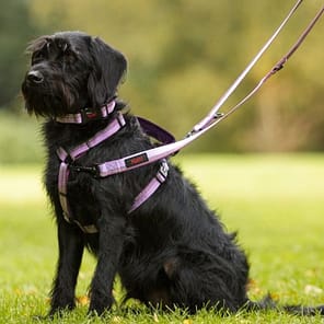 Halti Double Ended Lead Purple Lifestyle 1024