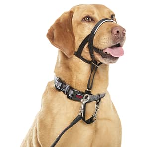 Halti Headcollar Black on Labrador