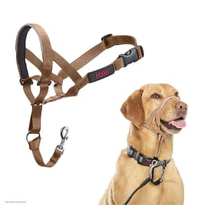 Sand coloured head collar with additional pic of Labrador modelling it
