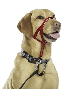 Halti Headcollar Labrador - Size 3_Red