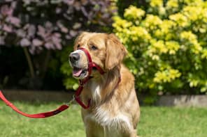 Halti Headcollar Red side-on Retriever Dog 2
