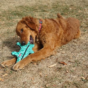 KONG Ballistic Alligator Lifestyle2 1080px