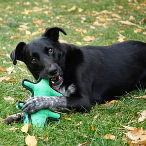 KONG Ballistic Alligator MedLge Lifestyle 1080px