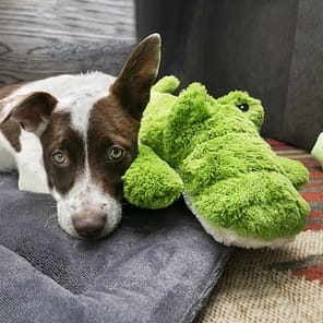 KONG Cozie Ali Alligator Lifestyle 1080px