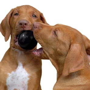 KONG Extreme Ball Lifestyle 1080