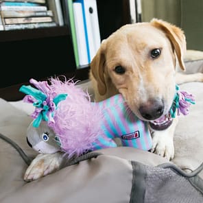 Dog playing with KONG Carnival Lion toy