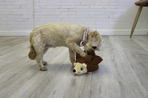 KONG Layerz Lifestyle Hedghog 1080px