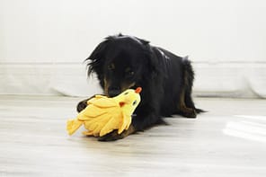 KONG Layerz Lifestyle Hen1 1080px