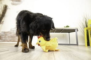 KONG Layerz Lifestyle Hen2 1080px