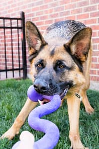 KONG Ogee Stick Lifestyle 1024