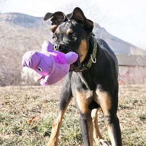 KONG Phatz Hippo Lifestyle3 1080px