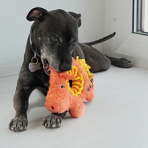 KONG Ringaroos Pig Lifestyle 1080px