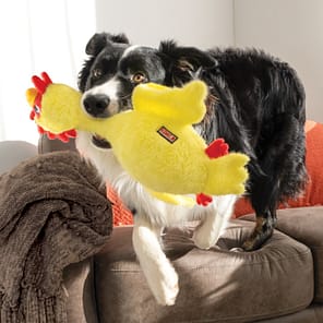 KONG Scruffs Chicken Lifestyle 1080