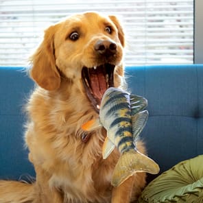 KONG Wild Shieldz Perch Lifestyle 1080