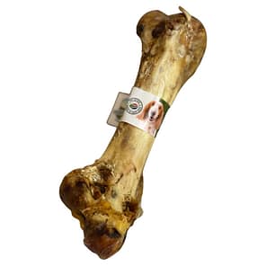 Ostrich-Dino-Bone-2