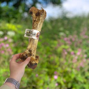Ostrich-Dino-Bone-3