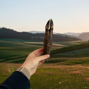 A person holding a large Wild Boar Trotter dog chew in their palm to show the size and scale of the treat - MAH Pet Supplies