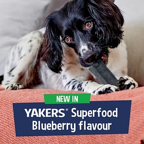 Spaniel chewing a blueberry flavoured chew, above a banner stating New In, Yakers Superfood Blueberry Flavour