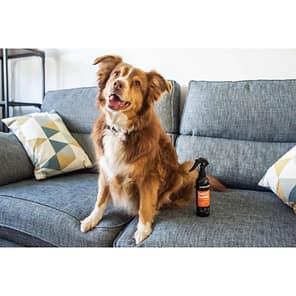 dog looking at camera with animology dirty dawg spray shampoo bottle