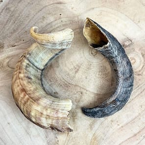 lamb-horn-2