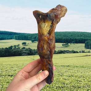 Human hand holding a single large ostrich foot – 100% natural dental dog chew for sensitive dogs premium natural long lasting hypoallergenic chew close up showing texture and size – high protein natural dog treat for allergies