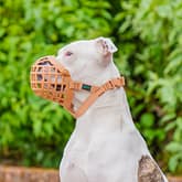 Baskerville Wide Fit Muzzle on Dog 1080 (2)