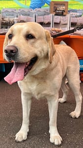 Home 1 Thor the Goldador at MAH Pet Supplies Pop Up Shop In Clowne Derbyshire