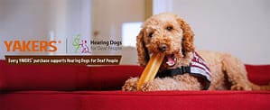 Dog chewing a Yakers dog chew, with strapline of Every Yakers purchase supports Hearing Dogs for Deaf People