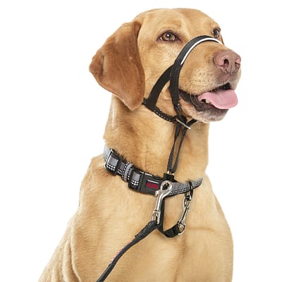 Home 8 Halti Headcollar Black on Labrador
