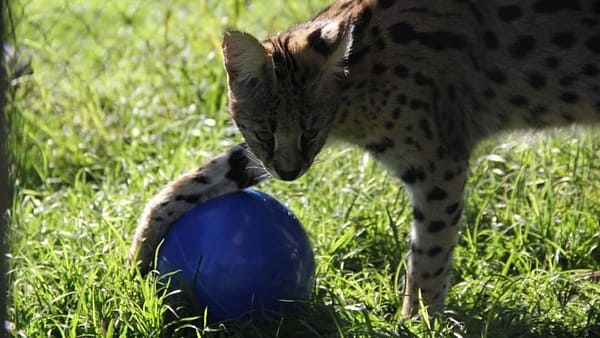 BoomerBall_Secondary-carousel_Linx-with-blue-ball_1100x620 BoomerBall_Secondary-carousel_Linx-with-blue-ball_1100x620