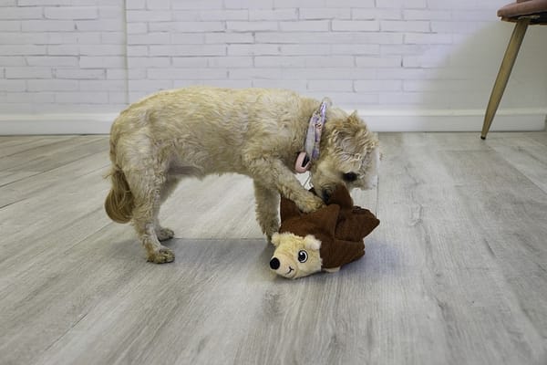 KONG Layerz Lifestyle Hedghog 1080px KONG Layerz Lifestyle Hedghog 1080px