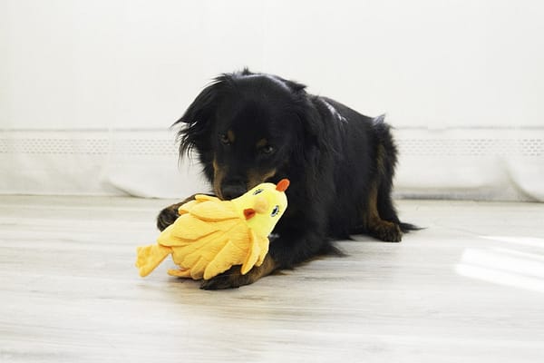 KONG Layerz Lifestyle Hen1 1080px KONG Layerz Lifestyle Hen1 1080px