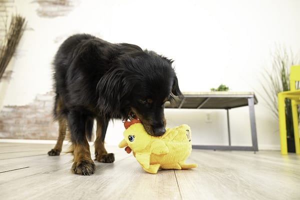 KONG Layerz Lifestyle Hen2 1080px KONG Layerz Lifestyle Hen2 1080px