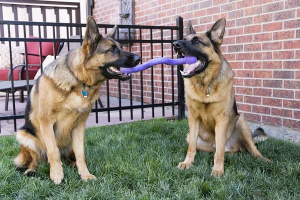 KONG Ogee Stick Lifestyle 1024 (2) KONG Ogee Stick Lifestyle 1024 (2)