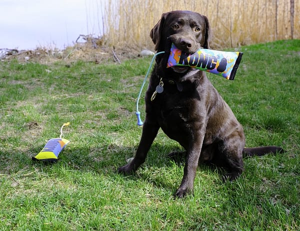 KONG Bunji Hi Viz Bumper Lifestyle 1080px KONG Bunji Hi Viz Bumper Lifestyle 1080px